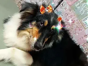 Cachorro raça SRD idade 3 anos nome Cora