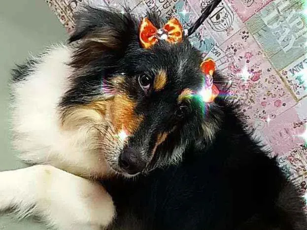 Cachorro ra a SRD idade 3 anos nome Cora