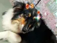 Cora