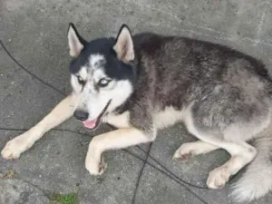 Cachorro raça Husky Siberiano  idade 2 anos nome Horeste