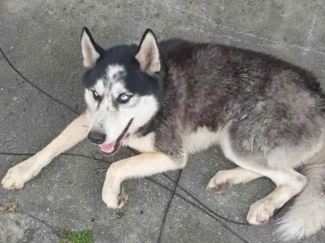 Cachorro ra a Husky Siberiano  idade 2 anos nome Horeste