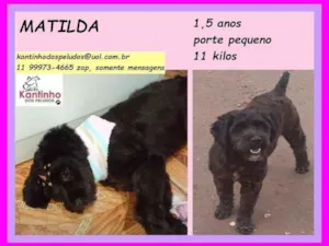 Cachorro raça SRD idade 1 ano nome Matilda