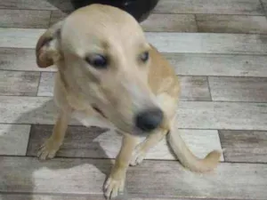 Cachorro raça Sem raça definida idade 2 a 6 meses nome Evelynn