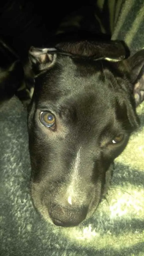 Cachorro raça Pitbull idade 2 anos nome Odin