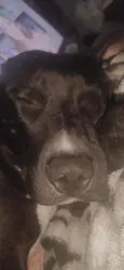Odin