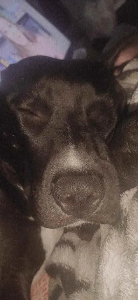 Cachorro raça Pitbull idade 2 anos nome Odin