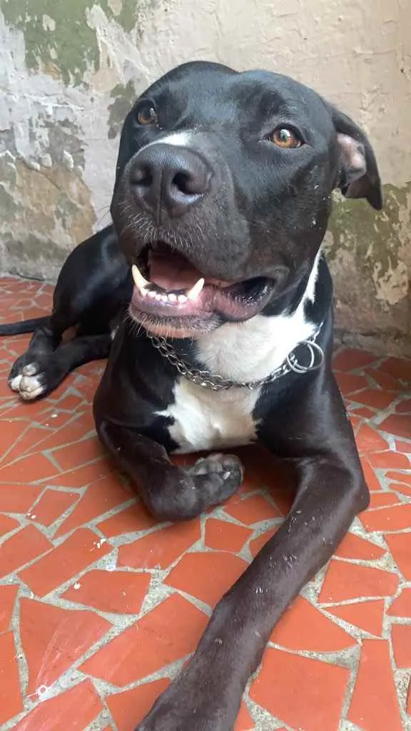 Cachorro raça Pitbull idade 2 anos nome Odin