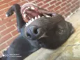 Odin