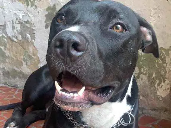 Cachorro raça Pitbull idade 2 anos nome Odin