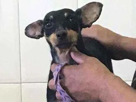Cachorro ra a Pinsher idade 3 anos nome Luna