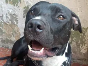 Cachorro raça Pitbull idade 2 anos nome Odin