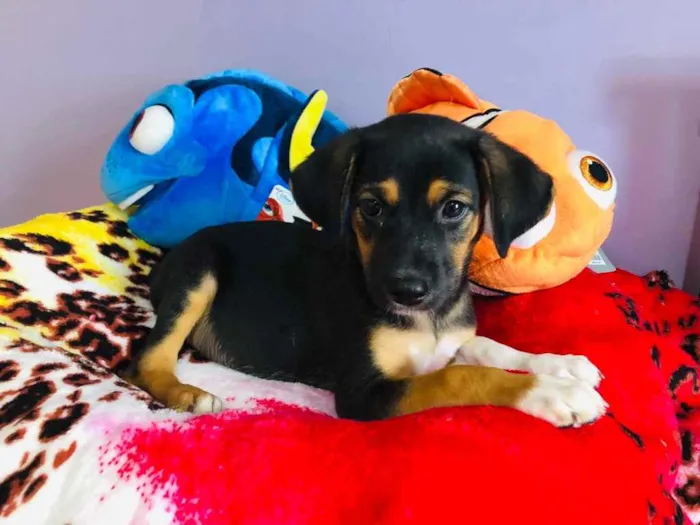 Cachorro raça SRD  idade Abaixo de 2 meses nome Sem Nome