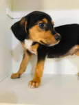 Cachorro raça SRD  idade Abaixo de 2 meses nome Sem Nome