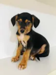 Cachorro raça SRD  idade Abaixo de 2 meses nome Sem Nome