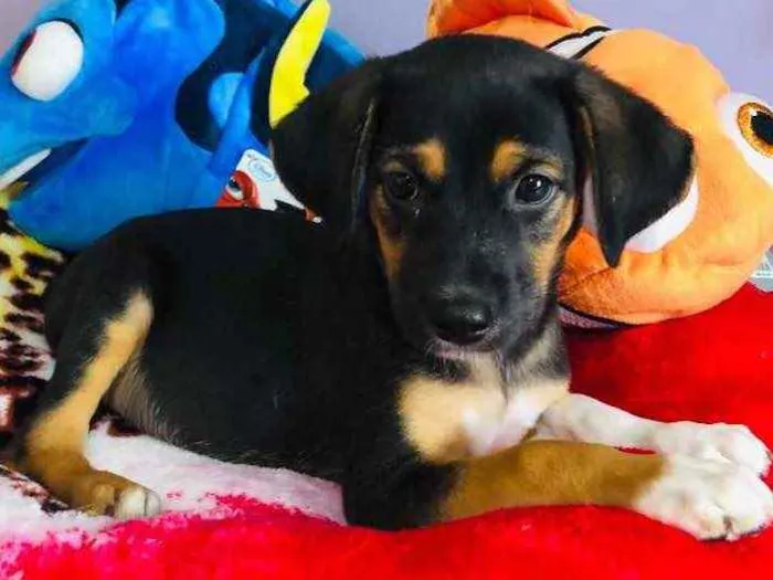 Cachorro raça SRD  idade Abaixo de 2 meses nome Sem Nome