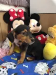 Cachorro raça SRD idade Abaixo de 2 meses nome Sem Nome