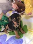 Cachorro raça SRD idade Abaixo de 2 meses nome Sem Nome
