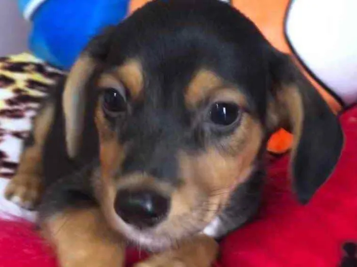 Cachorro raça SRD idade Abaixo de 2 meses nome Sem Nome