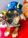 Cachorro raça SRD  idade Abaixo de 2 meses nome Sem Nome