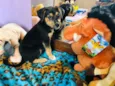 Cachorro raça SRD  idade Abaixo de 2 meses nome Sem Nome