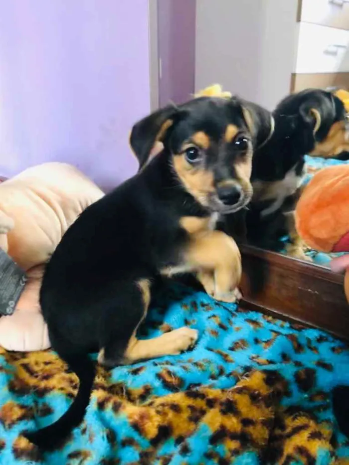 Cachorro raça SRD  idade Abaixo de 2 meses nome Sem Nome