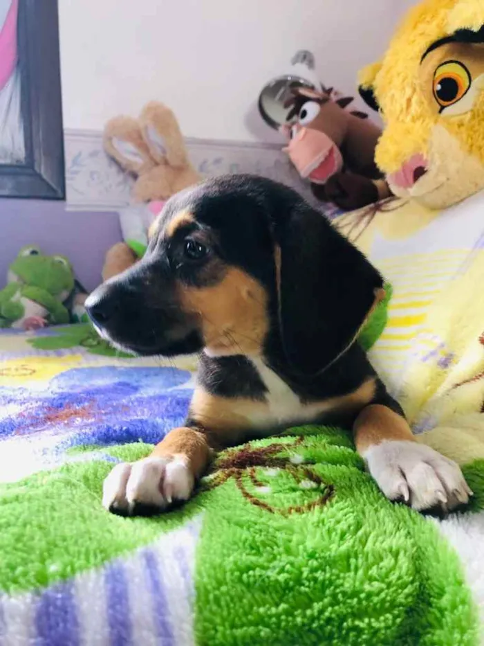 Cachorro raça SRD  idade Abaixo de 2 meses nome Sem Nome