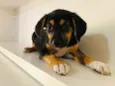 Cachorro raça SRD  idade Abaixo de 2 meses nome Sem Nome
