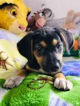 Cachorro raça SRD  idade Abaixo de 2 meses nome Sem Nome