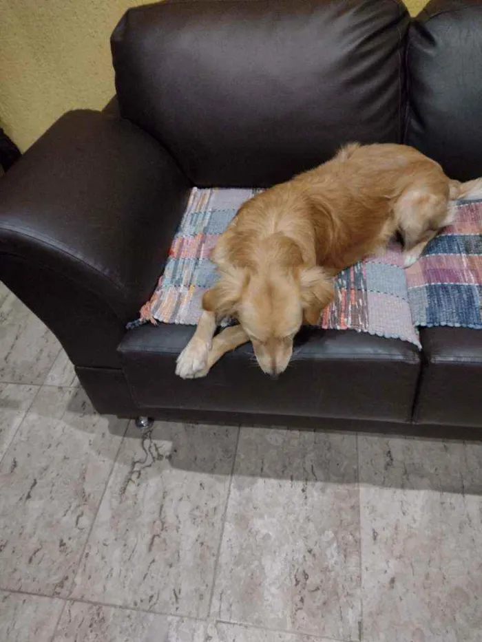 Cachorro ra a Vira lata idade 1 ano nome Zeca