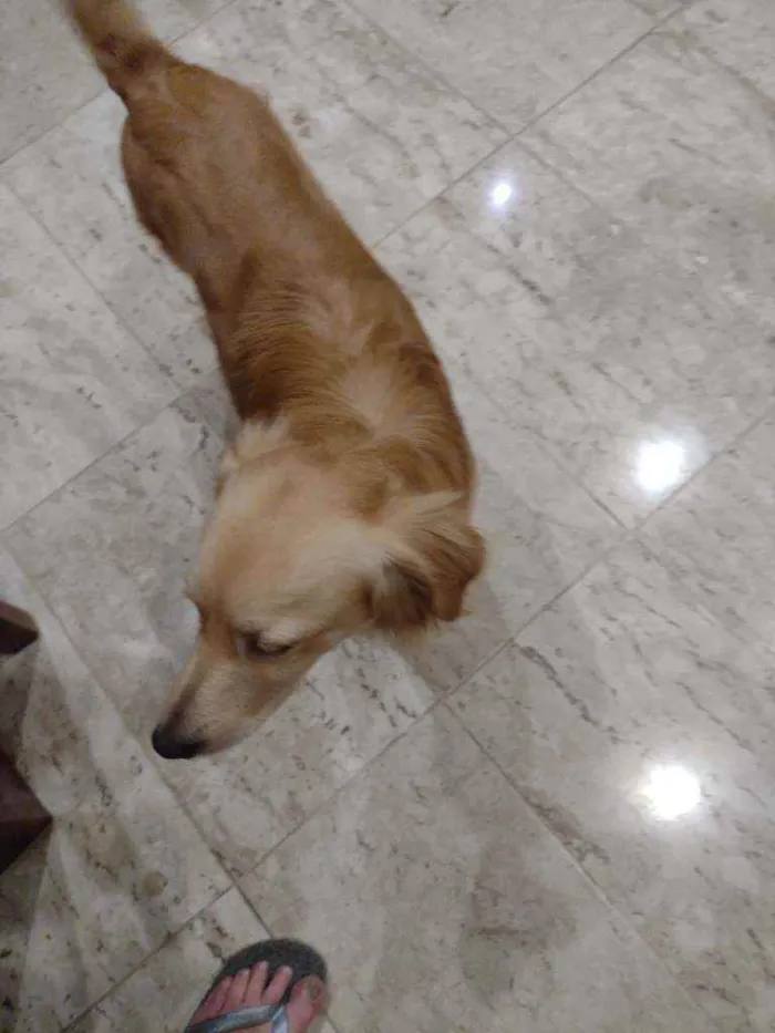 Cachorro ra a Vira lata idade 1 ano nome Zeca