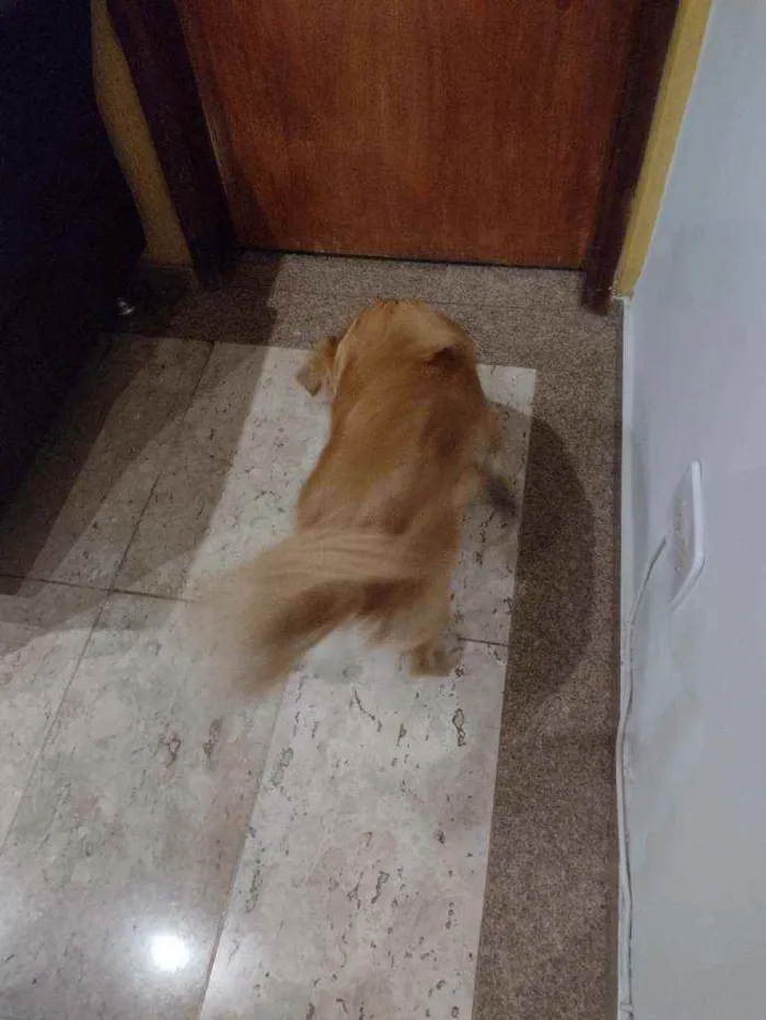 Cachorro ra a Vira lata idade 1 ano nome Zeca