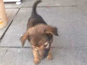 Cachorro raça Vira lata idade 2 a 6 meses nome Marrom 