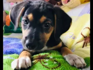 Cachorro raça SRD  idade Abaixo de 2 meses nome Sem Nome