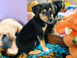 Cachorro raça SRD  idade Abaixo de 2 meses nome Sem Nome