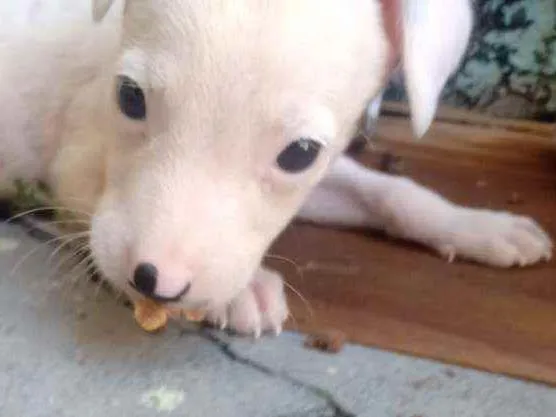 Cachorro ra a Não sei  idade Abaixo de 2 meses nome Ainda sem nome 