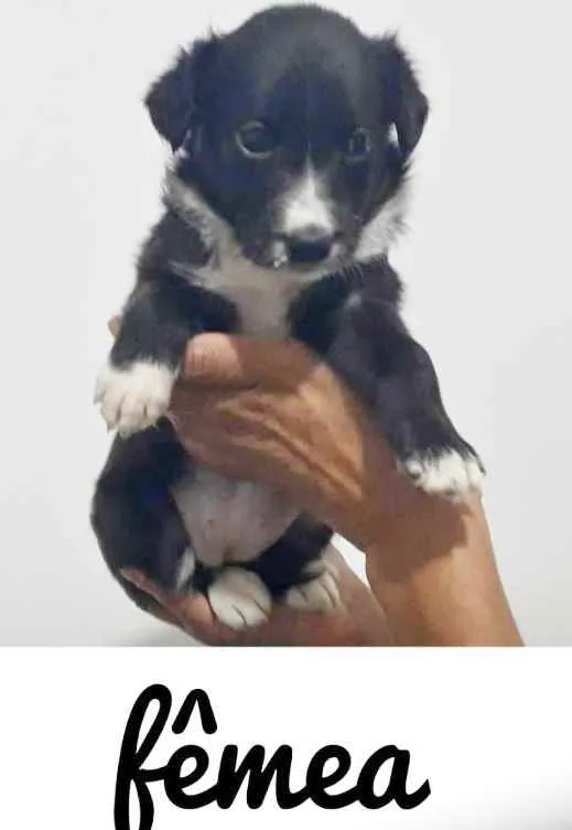 Cachorro raça SRD idade Abaixo de 2 meses nome JUNE