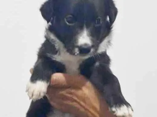 Cachorro raça SRD idade Abaixo de 2 meses nome JUNE