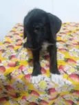pretinho, bolinha
