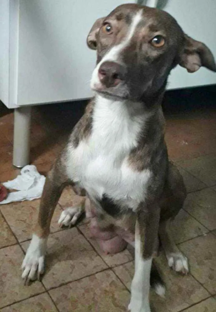 Cachorro raça SRD idade 1 ano nome POLLY