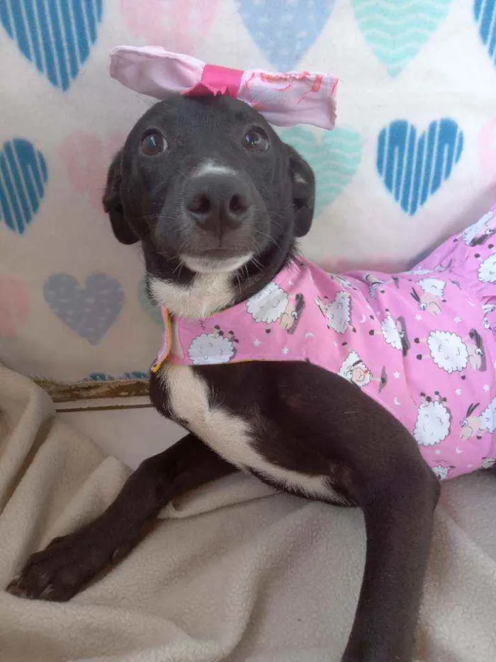 Cachorro raça Srd idade 2 a 6 meses nome Suri