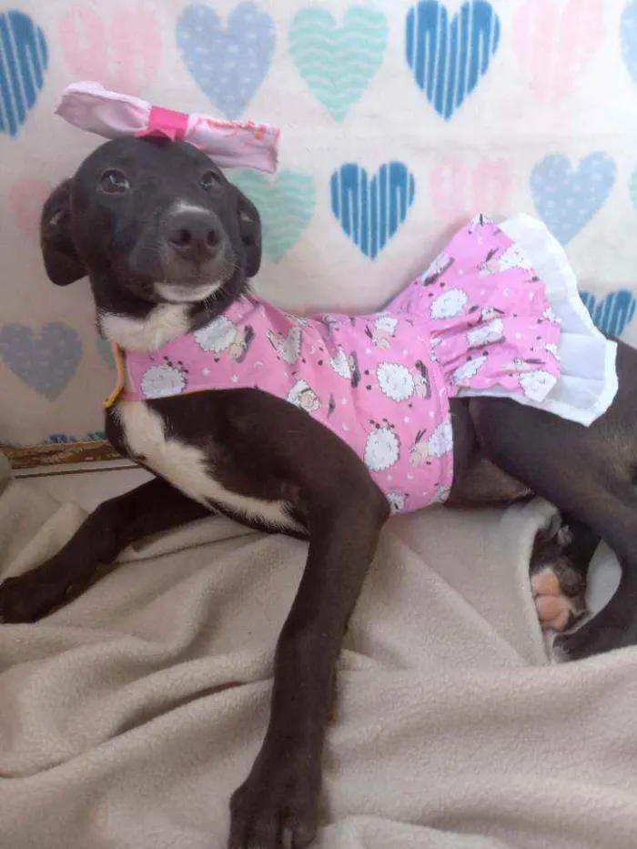 Cachorro raça Srd idade 2 a 6 meses nome Suri