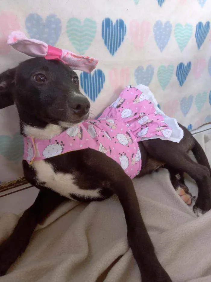 Cachorro raça Srd idade 2 a 6 meses nome Suri