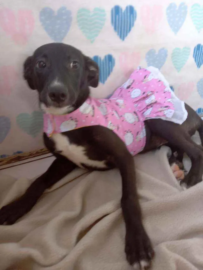 Cachorro raça Srd idade 2 a 6 meses nome Suri