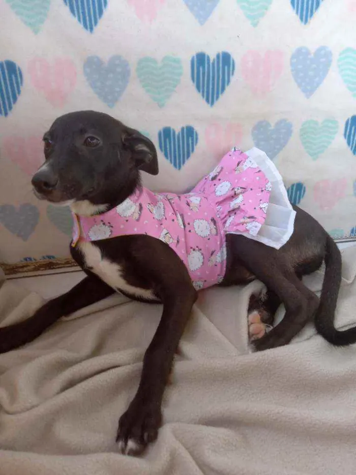 Cachorro raça Srd idade 2 a 6 meses nome Suri