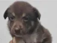 Cachorro raça SRD idade Abaixo de 2 meses nome PETER