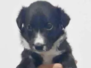 Cachorro raça SRD idade Abaixo de 2 meses nome JUNE