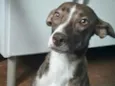 Cachorro raça SRD idade 1 ano nome POLLY