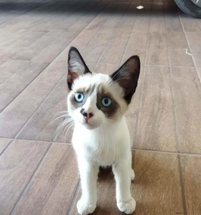Gato ra a Vira lata/ siamês idade 2 a 6 meses nome Princesas