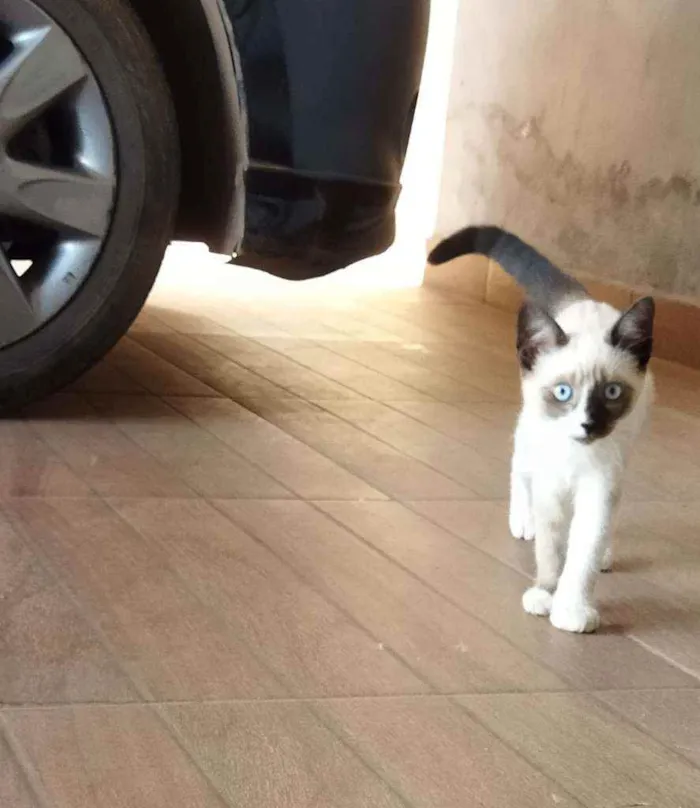 Gato ra a Vira lata/ siamês idade 2 a 6 meses nome Princesas