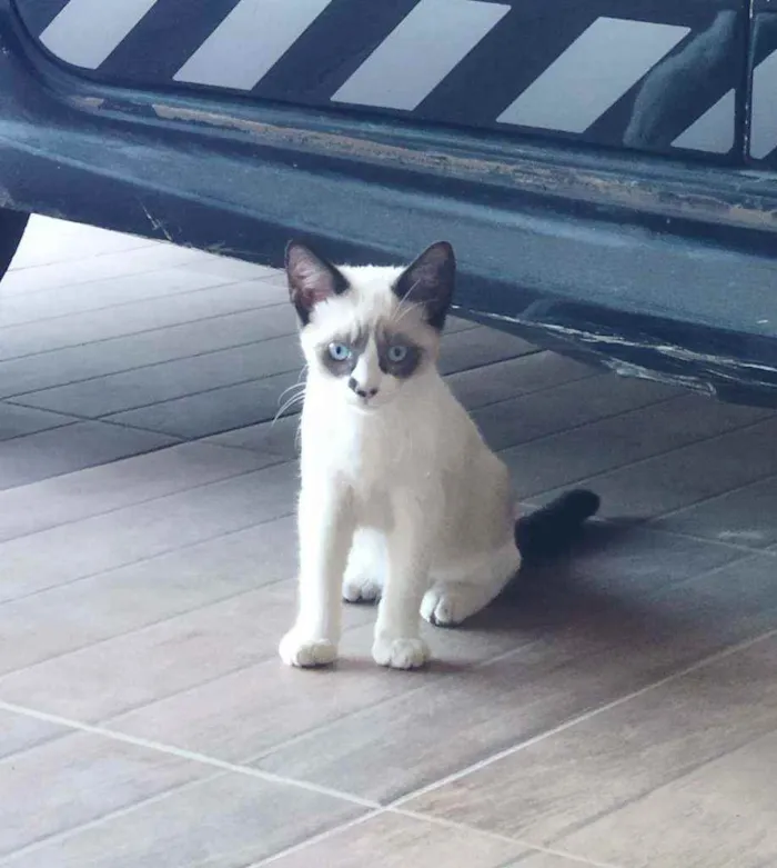 Gato ra a Vira lata/ siamês idade 2 a 6 meses nome Princesas